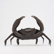 Crab Brown Bronze Medium