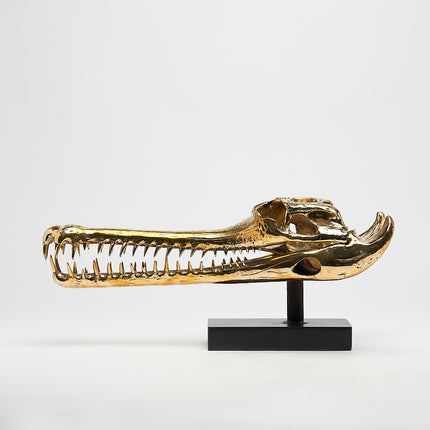 Gharial Skull Polished 50 cm - Medium