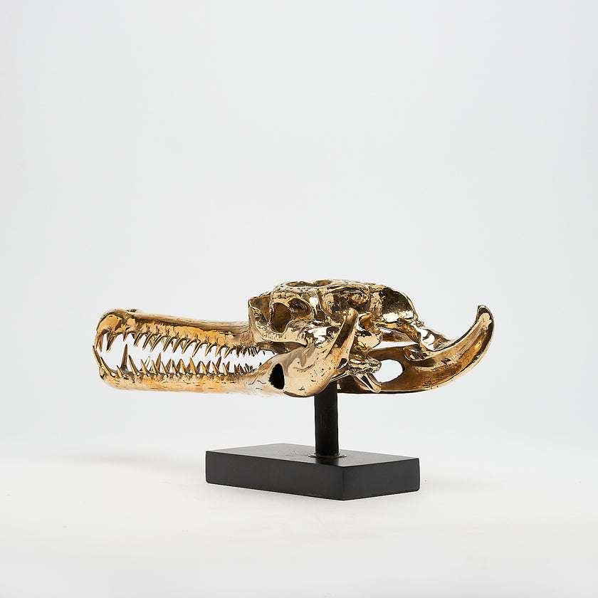 Gharial Skull Polished 50 cm - Medium