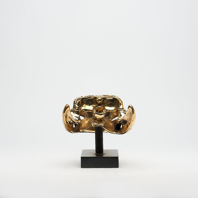 Gharial Skull Polished 50 cm - Medium