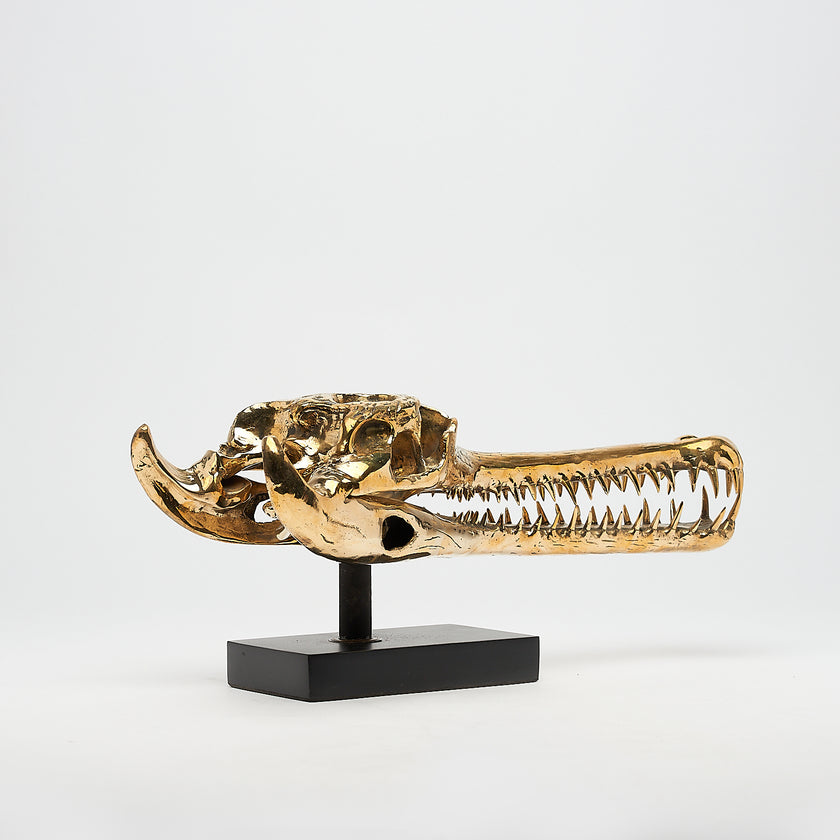 Gharial Skull Polished 50 cm - Medium