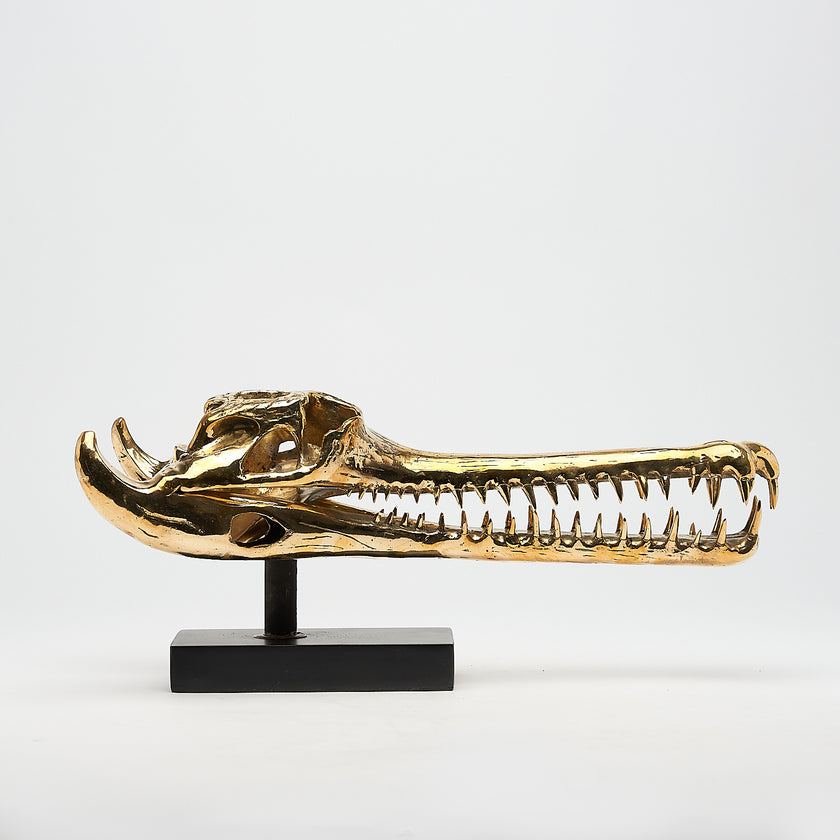 Gharial Skull Polished 50 cm - Medium
