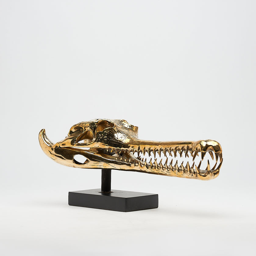 Gharial Skull Polished 50 cm - Medium