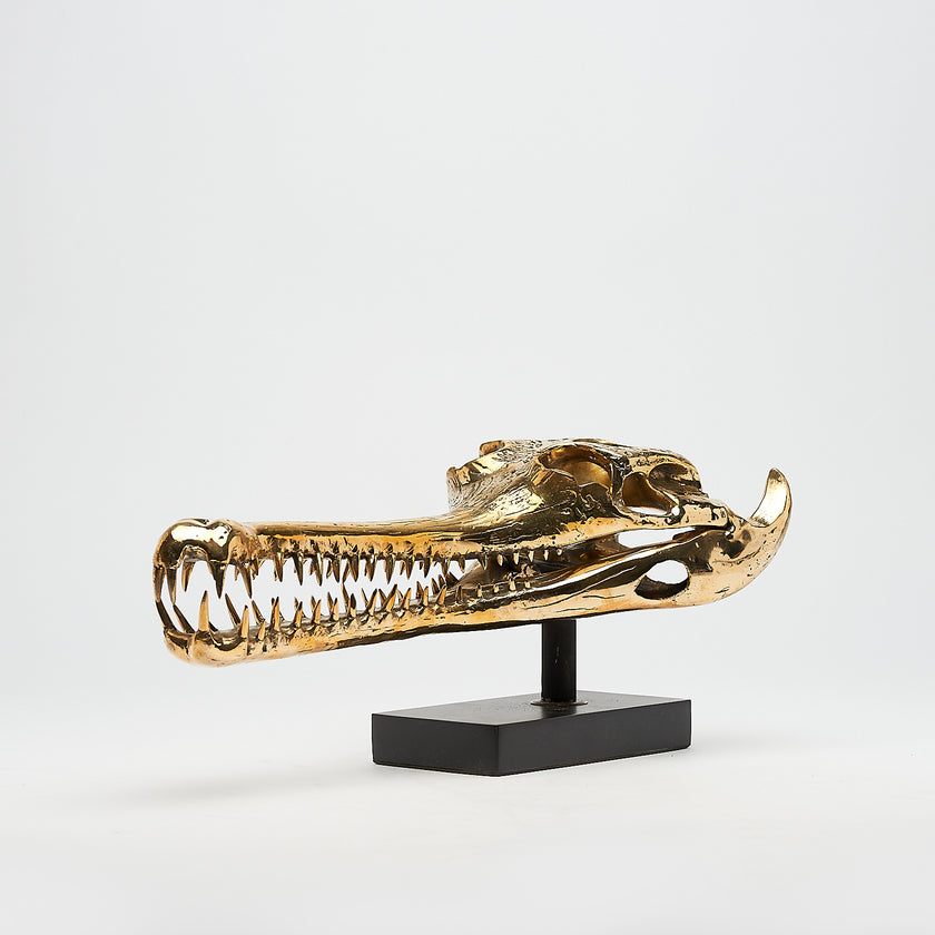 Gharial Skull Polished 50 cm - Medium