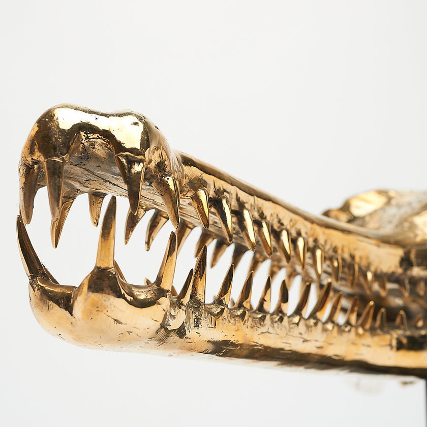 Gharial Skull Polished 50 cm - Medium