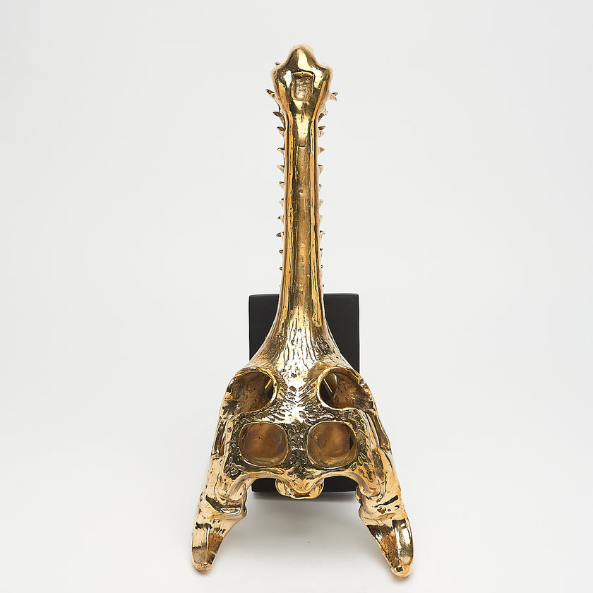 Gharial Skull Polished 50 cm - Medium