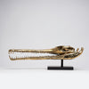 Gharial Skull Polished 70 cm - Extra Large