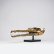 Gharial Skull Polished 70 cm - Extra Large