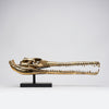 Gharial Skull Polished 70 cm - Extra Large