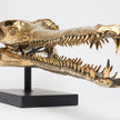 Gharial Skull Polished 70 cm - Extra Large